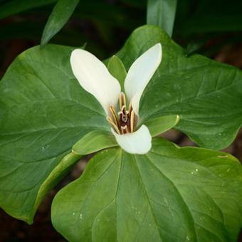 Trillium chloropetalum 'Alba'