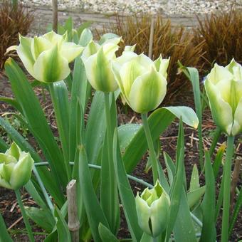 Tulipa 'Spring Green'