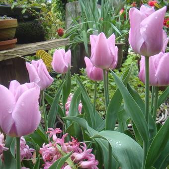 Tulipa 'Synaeda Amor'