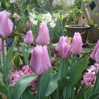 Tulipa 'Synaeda Amor'