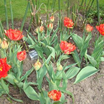 Tulipa 'Abba'