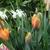 Tulipa 'Prinses Irene'