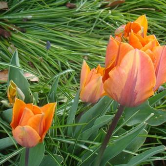 Tulipa 'Prinses Irene'