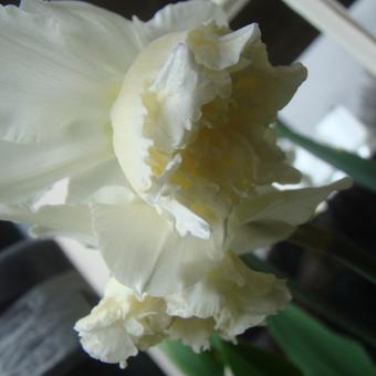 Narcissus 'White Marvel'