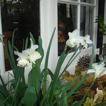 Narcissus 'White Marvel'