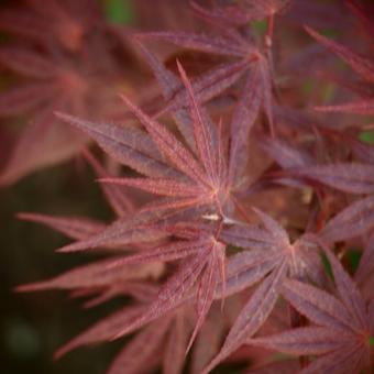 Acer palmatum