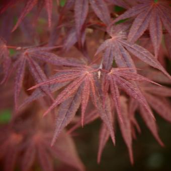 Acer palmatum