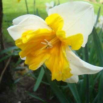 Narcissus 'Orangery'