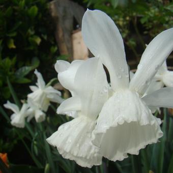 Narcissus triandrus 'Thalia'