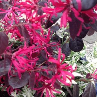 Loropetalum chinense 'Black Pearl'