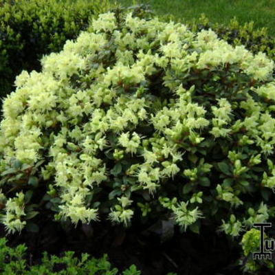 Rhododendron 'Harvest Moon' - 