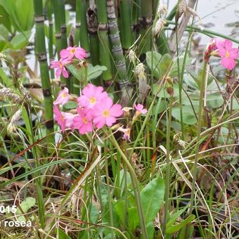 Primula rosea