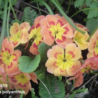 Primula polyanthus