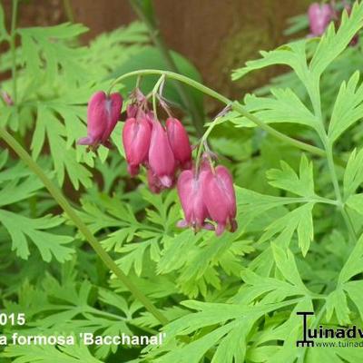 Dicentra formosa 'Bacchanal' - 