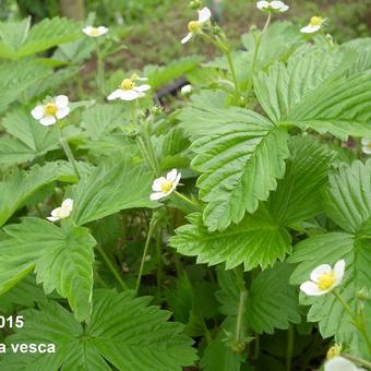 Fragaria vesca