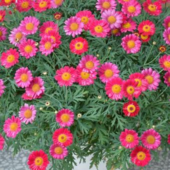 Argyranthemum frutescens Madeira 'Cherry Red'