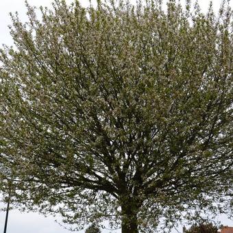 Prunus eminens 'Umbraculifera'