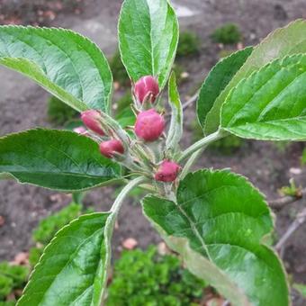 Malus domestica 'Ecolette'