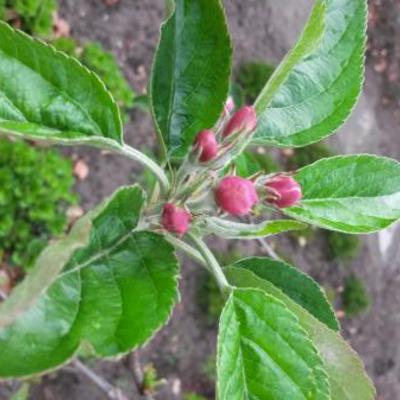 Malus domestica 'Ecolette' - 