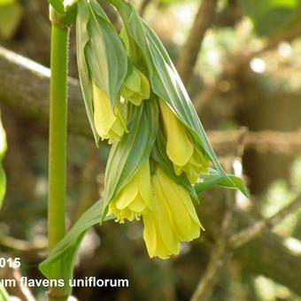 Disporum flavens