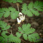 Dicentra cucullaria 'Pittsburg' - 