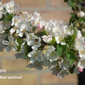 Malus 'Red Sentinel'