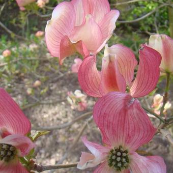 Cornus florida f. rubra