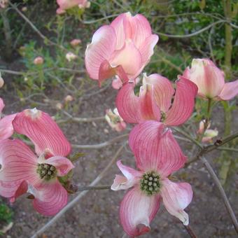 Cornus florida f. rubra