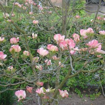 Cornus florida f. rubra