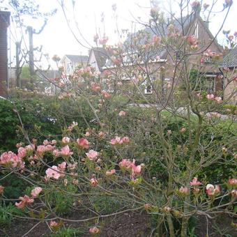 Cornus florida f. rubra