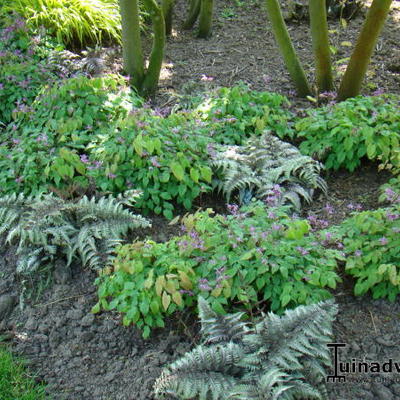 Epimedium grandiflorum 'Lilafee'