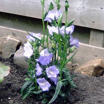 Campanula persicifolia ‘TAKION Blue’