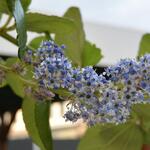 Ceanothus arboreus 'Trewithen Blue' - 