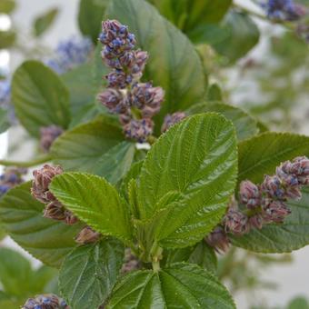 Ceanothus arboreus 'Trewithen Blue'