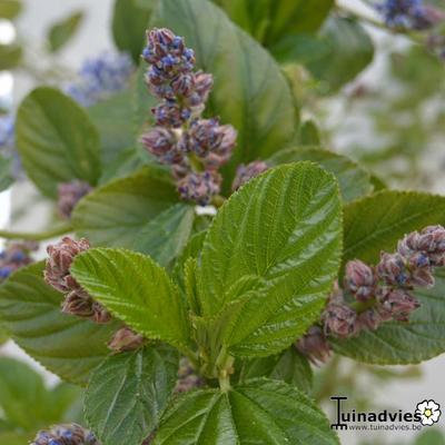 Ceanothus arboreus 'Trewithen Blue' - 