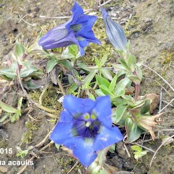 Gentiana acaulis