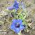 Gentiana acaulis