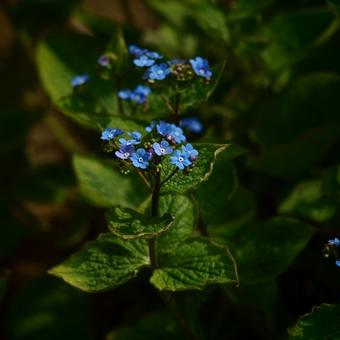 Brunnera macrophylla