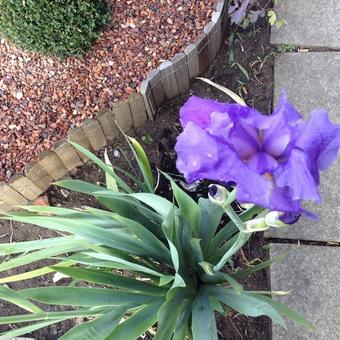 Iris 'Amethyst Flame'