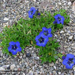 Gentiana acaulis 'Blue Horizon' - 