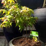 Acer palmatum 'Mapi-no-machi hime' - 