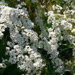 Spiraea x cinerea - 