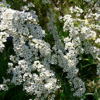 Spiraea x cinerea