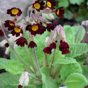 Primula veris red-flowered