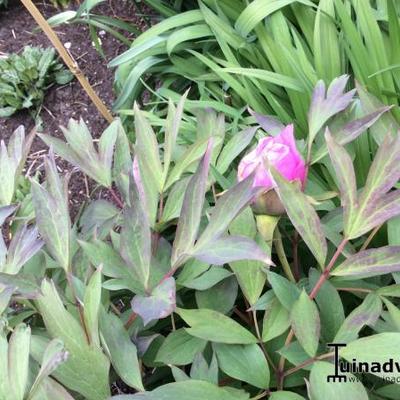 Paeonia suffruticosa - 