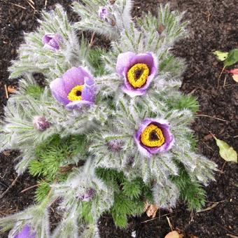 Pulsatilla vulgaris