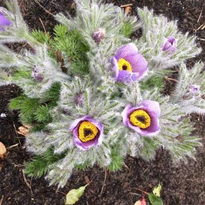 Anémone pulsatille - Pulsatilla vulgaris