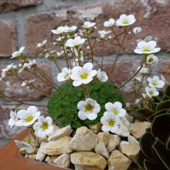 Saxifraga pubescens