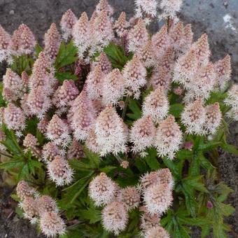 Tiarella 'Pink Skyrocket'