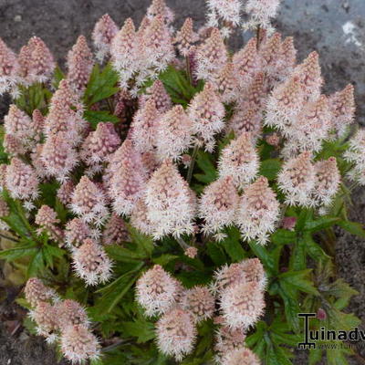 Tiarella 'Pink Skyrocket' - Tiarella 'Pink Skyrocket'